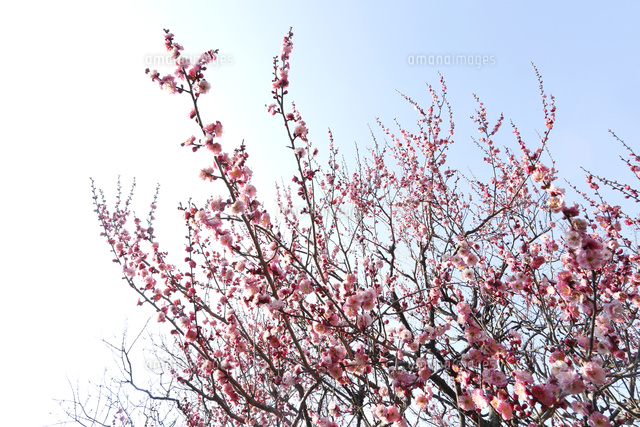 ウメ
(c)Tetsuya Tanooka/a.collectionRF