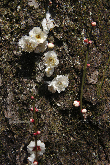 ウメ
(c)Tetsuya Tanooka/a.collectionRF