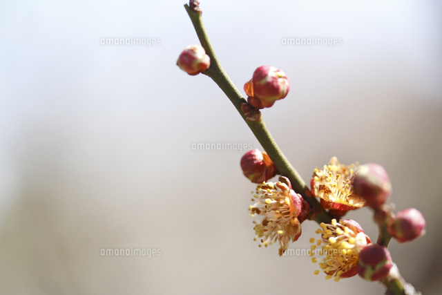 ウメ
(c)Tetsuya Tanooka/a.collectionRF