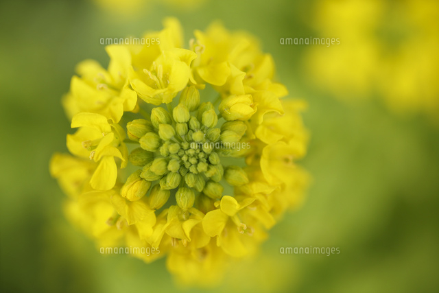 ナノハナ
(c)Tetsuya Tanooka/a.collectionRF