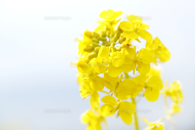 ナノハナ
(c)Tetsuya Tanooka/a.collectionRF