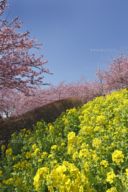 ナノハナ
(c)Tetsuya Tanooka/a.collectionRF