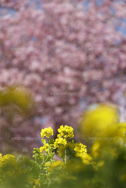 ナノハナ
(c)Tetsuya Tanooka/a.collectionRF