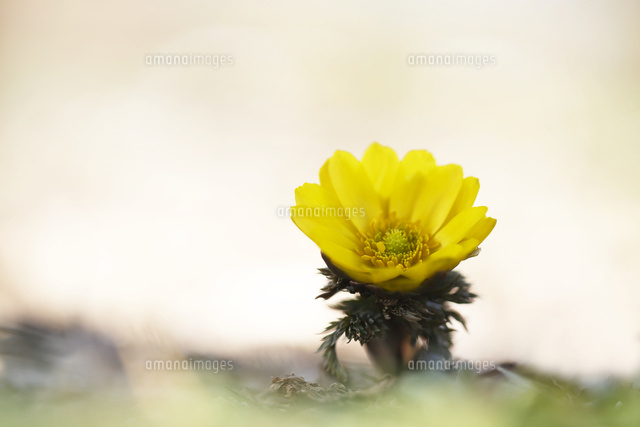 フクジュソウ
(c)Tetsuya Tanooka/a.collectionRF