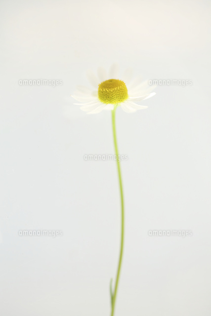 カモミール
(c)Tetsuya Tanooka/a.collectionRF