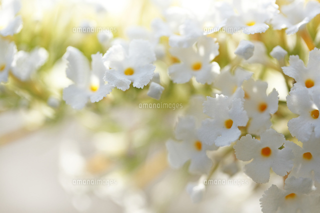 ブッドレア
(c)Tetsuya Tanooka/a.collectionRF