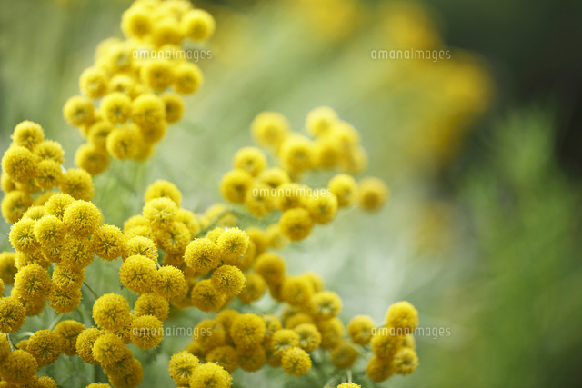 サントリナ
(c)Tetsuya Tanooka/a.collectionRF