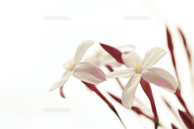 ジャスミン
(c)Tetsuya Tanooka/a.collectionRF