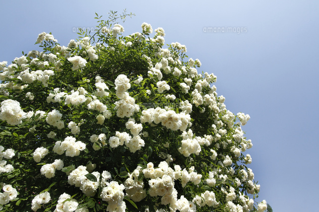 バラ
(c)Tetsuya Tanooka/a.collectionRF