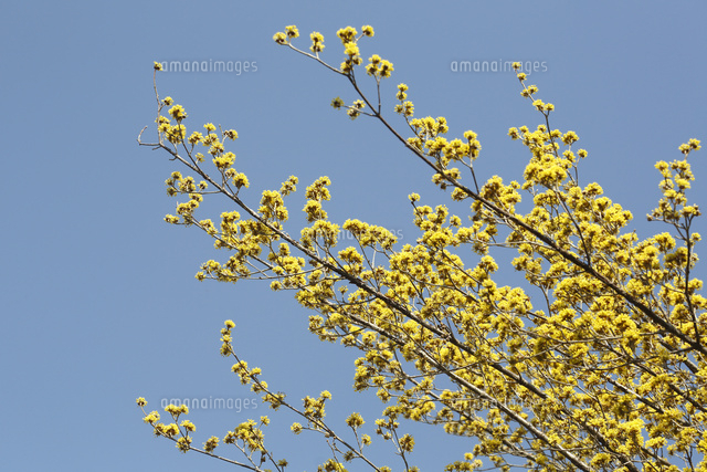 サンシュユ
(c)Tetsuya Tanooka/a.collectionRF