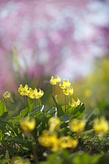 カタクリ
(c)Tetsuya Tanooka/a.collectionRF