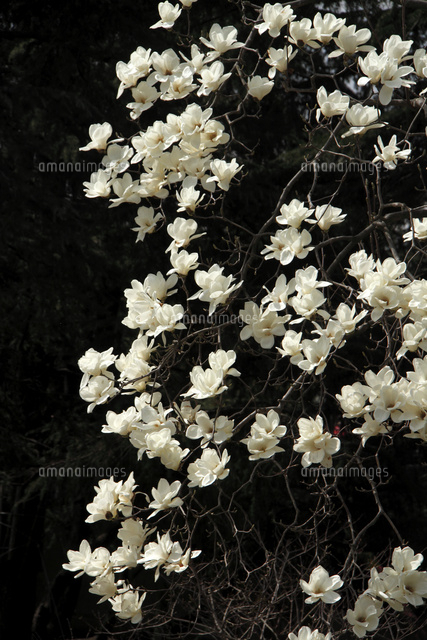 モクレン
(c)Tetsuya Tanooka/a.collectionRF