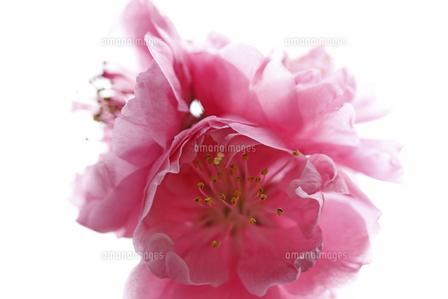 モモ
(c)Tetsuya Tanooka/a.collectionRF