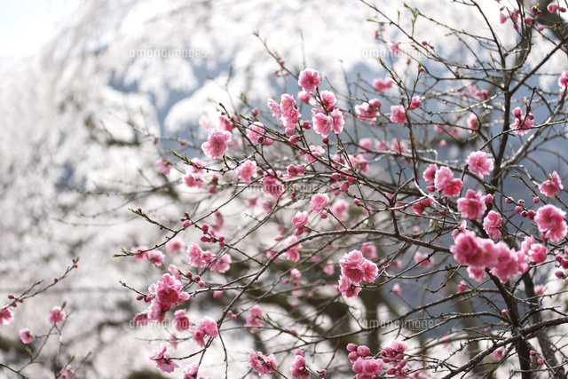 モモ
(c)Tetsuya Tanooka/a.collectionRF