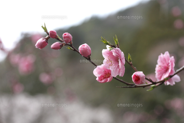 モモ
(c)Tetsuya Tanooka/a.collectionRF