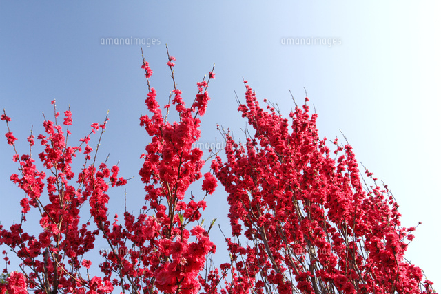 モモ
(c)Tetsuya Tanooka/a.collectionRF