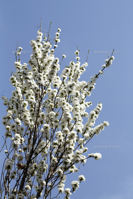 モモ
(c)Tetsuya Tanooka/a.collectionRF