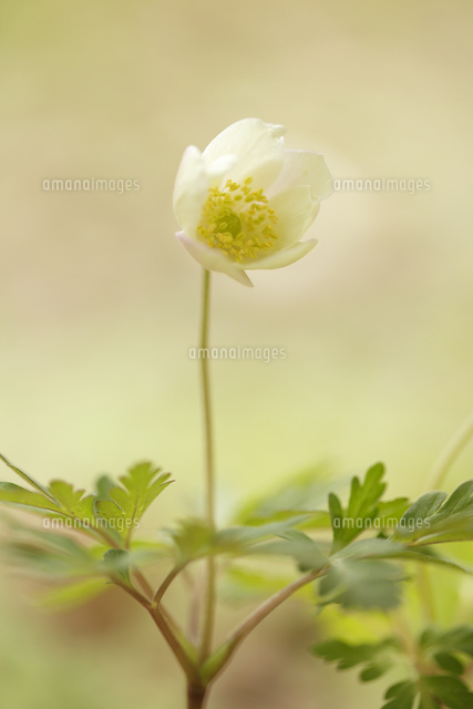 イチリンソウ
(c)Tetsuya Tanooka/a.collectionRF