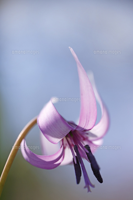 カタクリ
(c)Tetsuya Tanooka/a.collectionRF