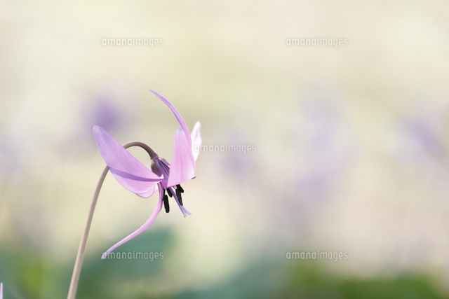 カタクリ
(c)Tetsuya Tanooka/a.collectionRF