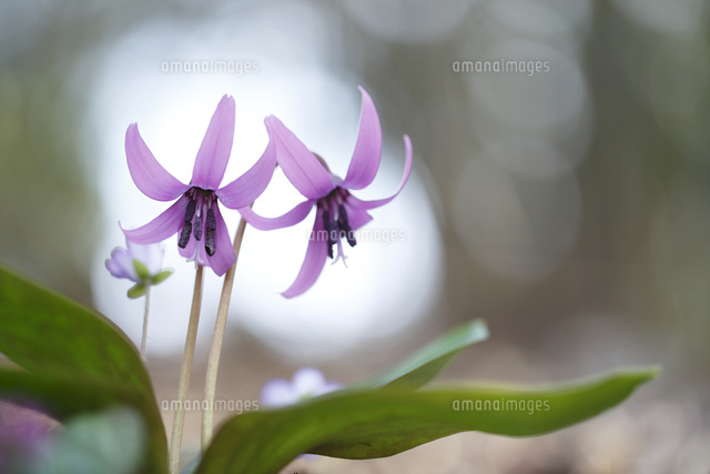 カタクリ
(c)Tetsuya Tanooka/a.collectionRF