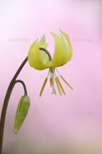 カタクリ
(c)Tetsuya Tanooka/a.collectionRF