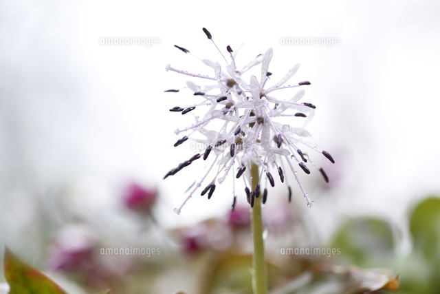 ショウジョウバカマ
(c)Tetsuya Tanooka/a.collectionRF