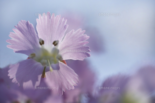 オオイワウチワ
(c)Tetsuya Tanooka/a.collectionRF