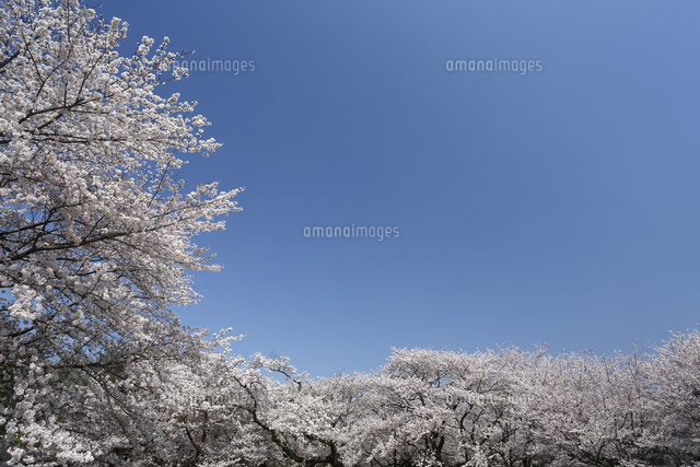 サクラ
(c)Tetsuya Tanooka/a.collectionRF