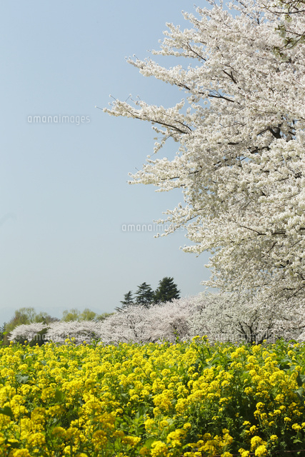 サクラ
(c)Tetsuya Tanooka/a.collectionRF