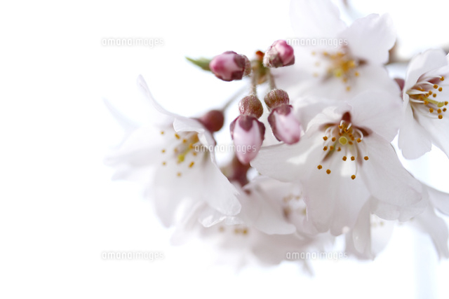 サクラ
(c)Tetsuya Tanooka/a.collectionRF