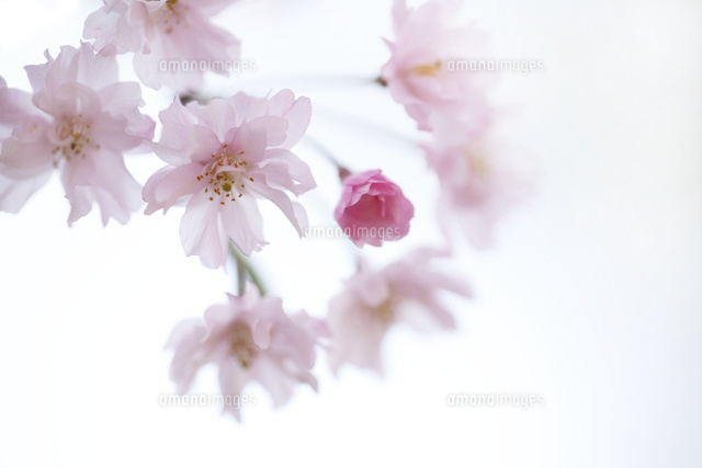 サクラ
(c)Tetsuya Tanooka/a.collectionRF