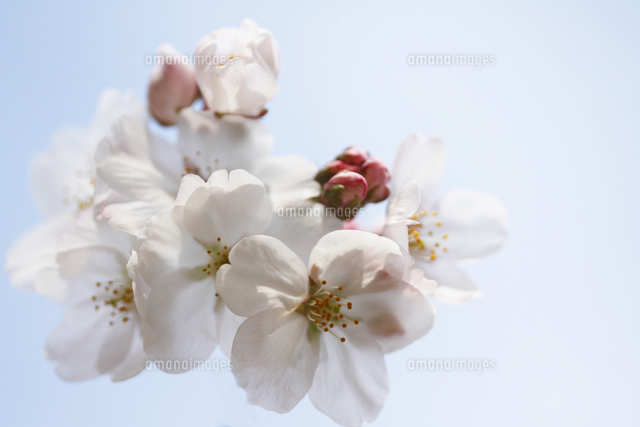 サクラ
(c)Tetsuya Tanooka/a.collectionRF