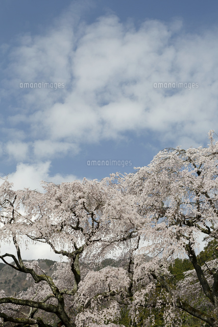 サクラ
(c)Tetsuya Tanooka/a.collectionRF