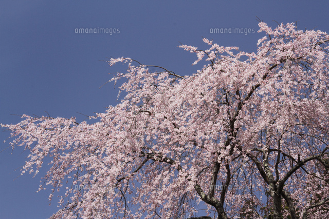 サクラ
(c)Tetsuya Tanooka/a.collectionRF