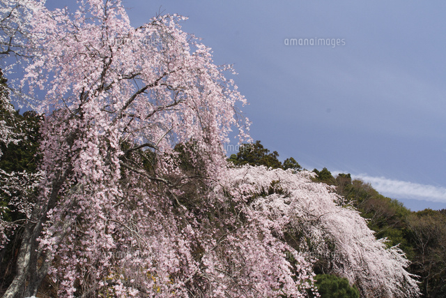 サクラ
(c)Tetsuya Tanooka/a.collectionRF