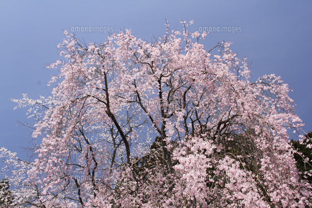 サクラ
(c)Tetsuya Tanooka/a.collectionRF