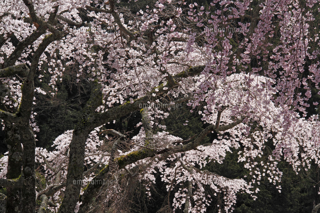 サクラ
(c)Tetsuya Tanooka/a.collectionRF