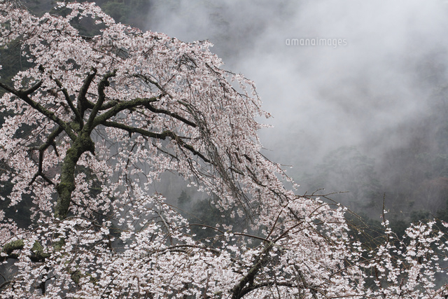 サクラ
(c)Tetsuya Tanooka/a.collectionRF