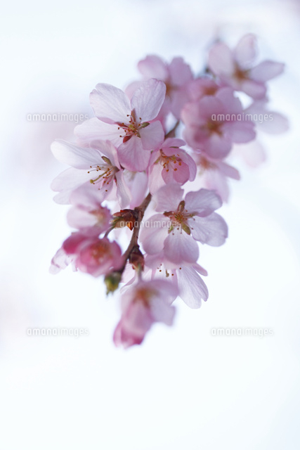 サクラ
(c)Tetsuya Tanooka/a.collectionRF