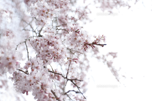 サクラ
(c)Tetsuya Tanooka/a.collectionRF