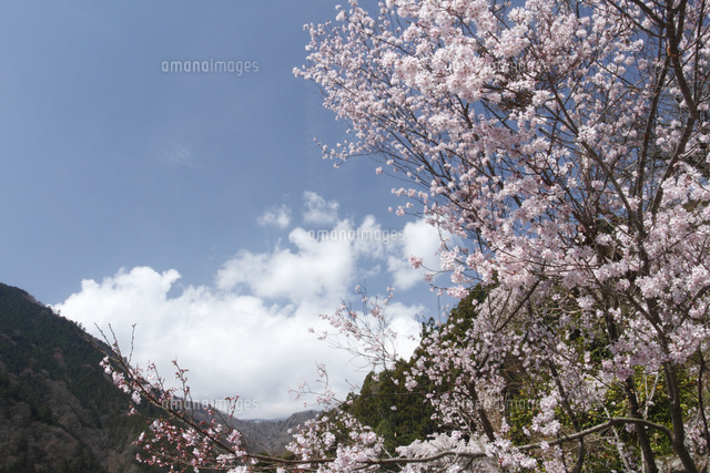 サクラ
(c)Tetsuya Tanooka/a.collectionRF
