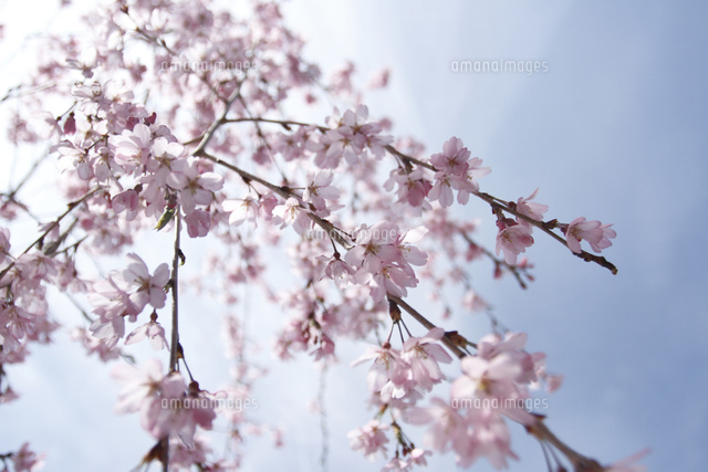 サクラ
(c)Tetsuya Tanooka/a.collectionRF