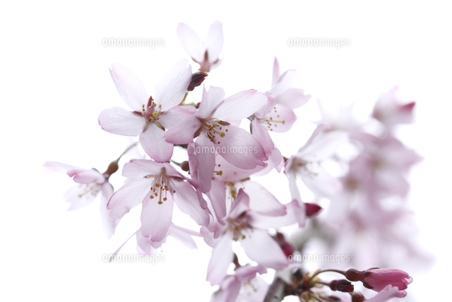 サクラ
(c)Tetsuya Tanooka/a.collectionRF