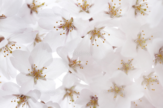 サクラ
(c)Tetsuya Tanooka/a.collectionRF