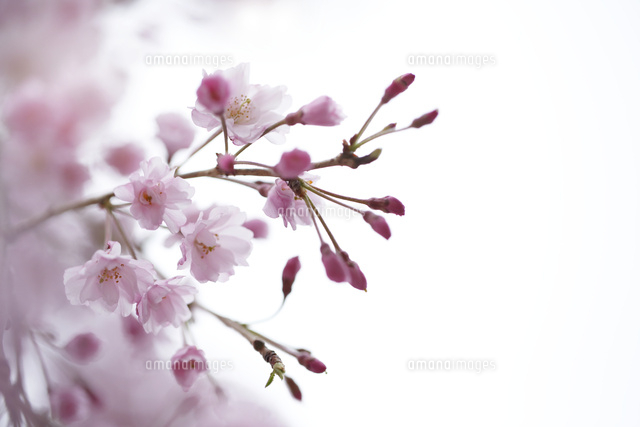 サクラ
(c)Tetsuya Tanooka/a.collectionRF