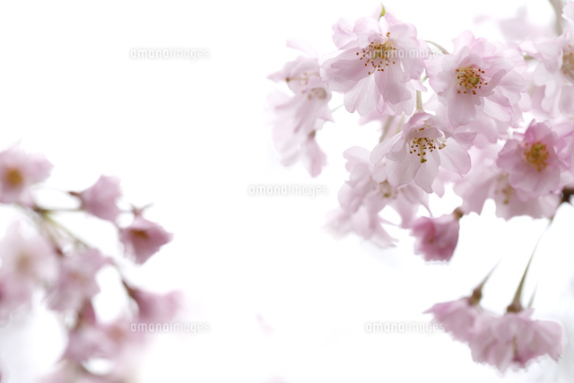 サクラ
(c)Tetsuya Tanooka/a.collectionRF