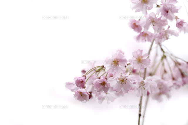 サクラ
(c)Tetsuya Tanooka/a.collectionRF