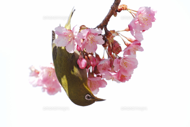 カワヅサクラと鳥
(c)Tetsuya Tanooka/a.collectionRF