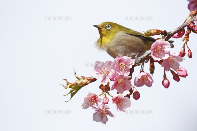 カワヅサクラと鳥
(c)Tetsuya Tanooka/a.collectionRF